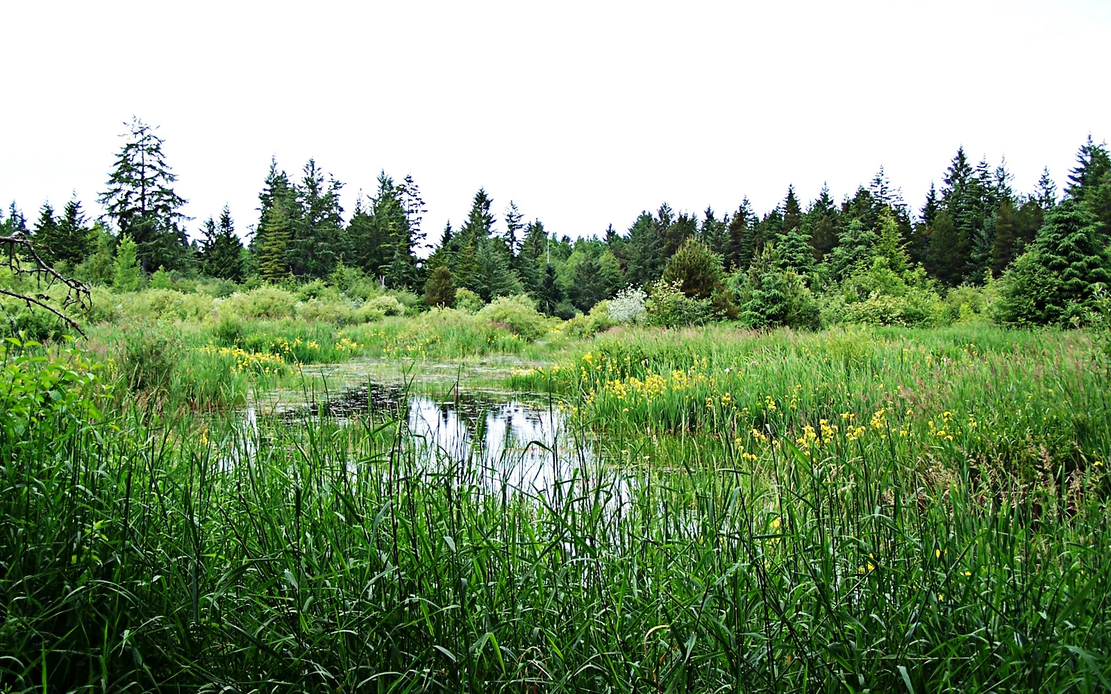 A marsh in a bird sanctuary with water, grass, and vegetation